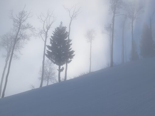 sundance pine and aspen_Tommy sundance pine and aspen_Tommy
