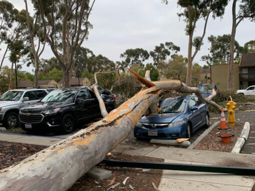 tree-falls-ucsd-smashes-car